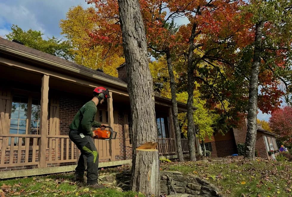 Un arboriste équipé d’une scie à chaîne près d’un arbre fraîchement abattu.